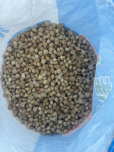 
**西北杏核&mdash;&mdash;来自大漠的自然馈赠**

在广袤的西北大地，阳光充足、昼夜温差