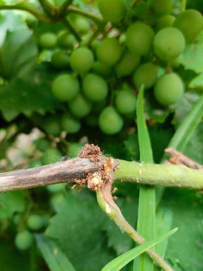 蓝莓钻枝虫蛀枝干，需综合防控