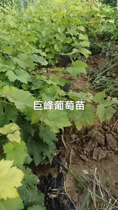 巨峰葡萄苗，优质种苗，一年扦插苗，需要联系18534302961