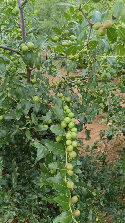 晋酸六号，药用酸枣高产苗。需要联系18534302961