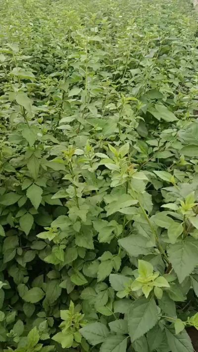 药用连翘苗，科研五号，需要联系18534302961