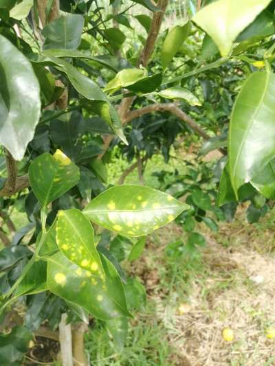 叶斑病，真菌感染