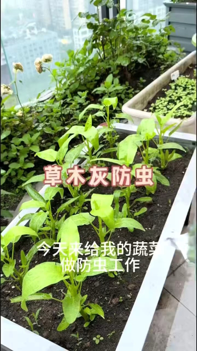 草木灰防虫，防根腐病