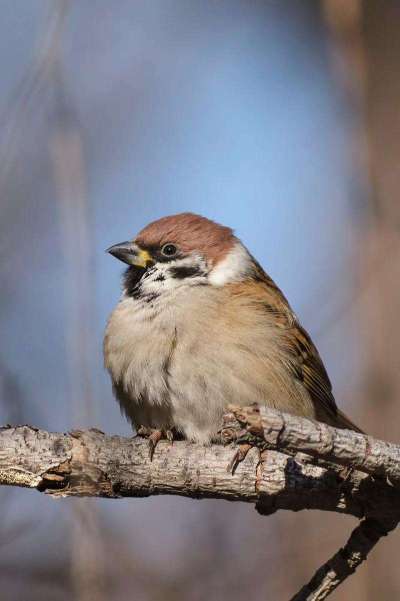 蓝莓鸟害啄果实，需多法驱鸟护产