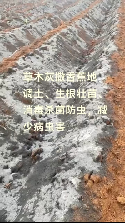 [太阳]纯植物草木灰源头厂家，草木灰广泛适用于各类农作物，是性价比很高的有机肥