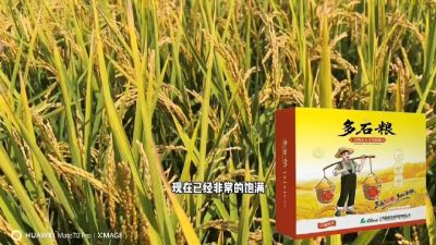 多石粮-谷物小分子有机酸，田间表现。
剑叶挺拔，灌浆饱，千粒重，上粮快。