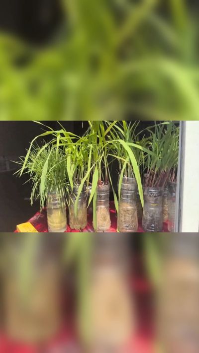 微生物菌剂，出厂前每克添加5亿微生物。最新实验生根育苗，保证不烧苗，促进毛细根增长，抑制病虫害，疏松土壤，保水保肥。近期需要用肥的老板提前联系，19331068337微信同步。