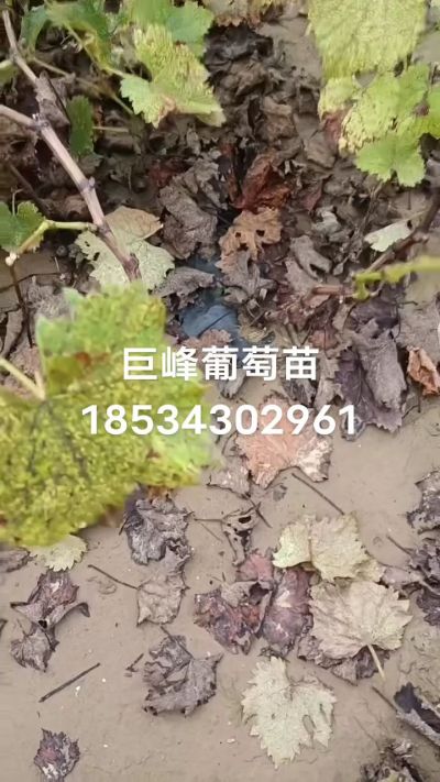 巨峰葡萄苗，一年扦插苗，苗圃基地直销！需要联系18534302961