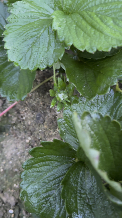 控不住就坏，控好了，比二冷冻快