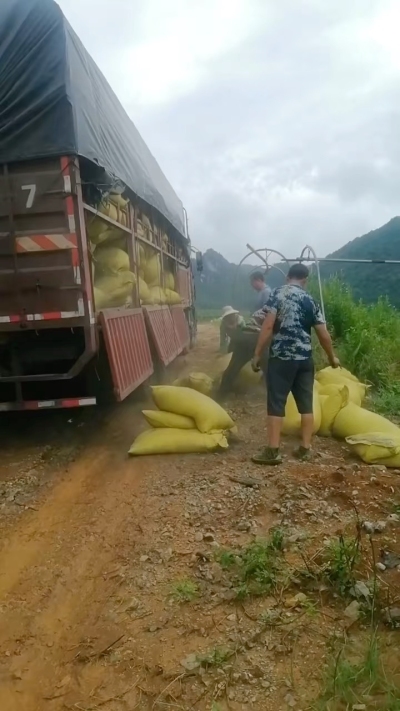 种植前先撒草木灰犁地，调节土壤，增加土壤肥力
#农业种植