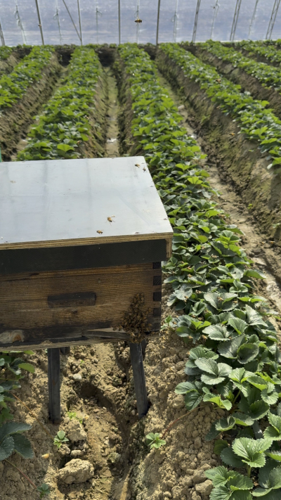 碗苗开始拿蜜蜂了