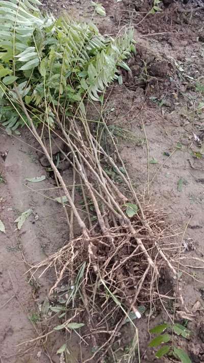 出售臭椿苗，巨峰葡萄苗。药用连翘苗，科研五号优质种苗，2/5年苗，药用连翘树，挂果树，全国包邮到家！财富密码18534302961