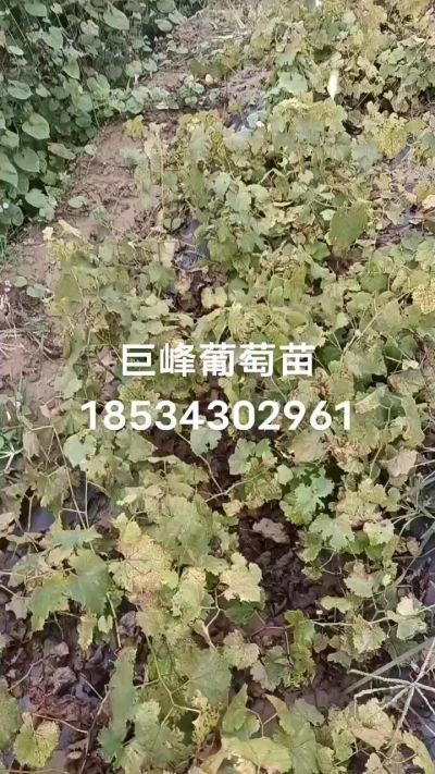 巨峰葡萄苗，一年扦插苗，苗圃基地直销。需要联系我18534302961