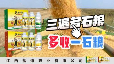 冬季种植，油菜，小麦，草莓等作物的，出现了除草剂药害，黄叶，僵苗，苗不长等问题，马上用多石粮，确保5天见到效果。