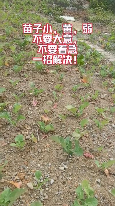 油菜苗子弱苗子小，就用多石粮，5天见效果。