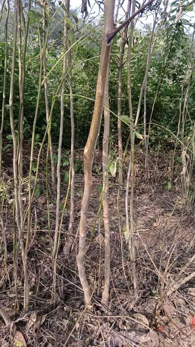 出售臭椿苗，巨峰葡萄苗。药用连翘苗，科研五号优质种苗，2/5年苗，药用连翘树，挂果树，全国包邮到家！财富密码18534302961