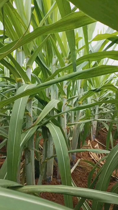 广西黑皮果蔗，从苗期到生长期全过程，高度，叶子长式