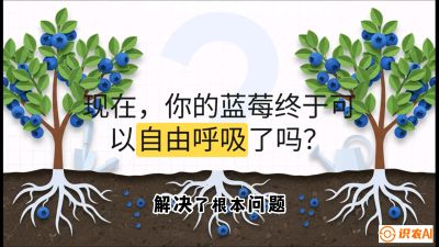 第3节：别把树&ldquo;憋死&rdquo;&mdash;&mdash;正确的定植与换盆手法,   课程：《蓝莓&ldquo;高产&rdquo;实战课：从选苗到丰收的10个关键点》