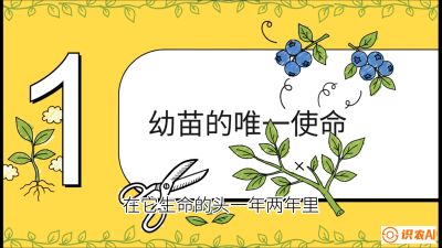 第6节：修剪决定产量（上）&mdash;&mdash;幼苗期与生长期修剪， 课程：《蓝莓&ldquo;高产&rdquo;实战课：从选苗到丰收的10个关键点》