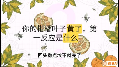 第一节：保命生死线&mdash;&mdash;黄龙病与木虱，课程：《柑橘十大病虫害：从入门到精通》