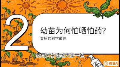 第02节：幼树管理&mdash;&mdash;&ldquo;防晒又防草，树势起得早&rdquo;，课程：《槟榔种植：从不懂到精通的10堂必修课》