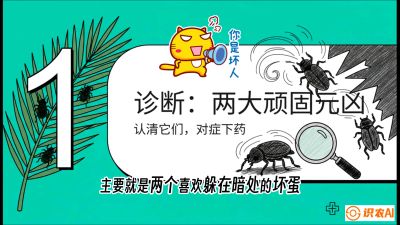 第06节：顽固虫害防治&mdash;&mdash;&ldquo;钻心虫与红蜘蛛，打准时间才服输&rdquo;《槟榔种植：从不懂到精通的10堂必修课》