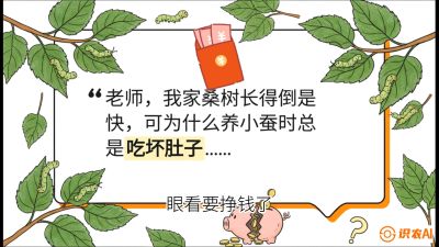 第01节：不仅仅是树&mdash;&mdash;顶级品种选配策略，课程：《桑海淘金：桑树高产与蚕桑安全进阶实战课》
