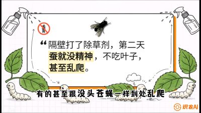 第05节：养蚕人的&ldquo;排雷战&rdquo;&mdash;&mdash;除草剂的生死禁忌，课程：《桑海淘金：桑树高产与蚕桑安全进阶实战课》