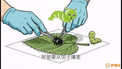 第07节：虫口夺叶（下）&mdash;&mdash;不得不打药时的&ldquo;解毒术&rdquo;，课程：《桑海淘金：桑树高产与蚕桑安全进阶实战课》