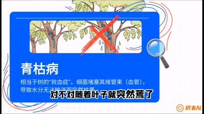 第08节：看不见的杀手&mdash;&mdash;青枯病与萎缩病，课程：《桑海淘金：桑树高产与蚕桑安全进阶实战课》