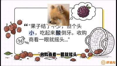 第10节：甜蜜的科学&mdash;&mdash;膨大、增甜与转色，课程：《桑海淘金：桑树高产与蚕桑安全进阶实战课》