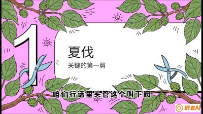 第11节：叶果双收&mdash;&mdash;特殊的夏伐与冬伐，课程：《桑海淘金：桑树高产与蚕桑安全进阶实战课》