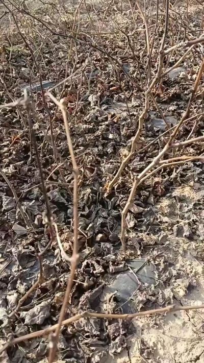 巨峰葡萄苗，一年扦插苗，，全国包邮到家！需要联系18534302961