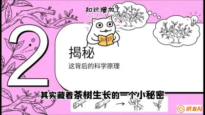 第04节（修剪篇）：树势复活术：从&ldquo;越剪越弱&rdquo;到&ldquo;枝繁叶茂&rdquo;的能量管理与夏秋茶逆袭，课程：《茶金时代：从&ldquo;看天吃饭&rdquo;到&ldquo;精准控局&rdquo;的茶叶高产提质实战课》