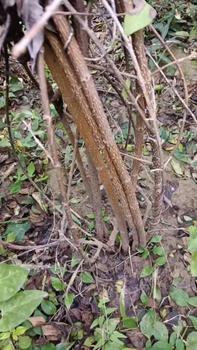 出售药用连翘苗，科研五号优质种苗，2/5年苗，药用连翘树，挂果树，全国包邮到家！财富密码18534302961出售药用连翘苗，科研五号优质种苗，2/5年苗，药用连翘树，挂果树，全国包邮到家！财富密码1