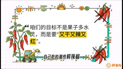第7节：【工业辣椒专场】追求极致辣度！干物质提升与机械化采收的&ldquo;催红秘籍&rdquo;，课程：《辣椒种植实战特训营，从工业辣椒到精品小米辣，教你如何把&ldquo;草&rdquo;种成&ldquo;金&rdquo;》