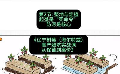 第二节： 整地与定植&mdash;&mdash;起垄是&ldquo;死命令&rdquo;，防涝是核心，课程：《辽宁树莓（海尔特兹）高产避坑实战课：从保苗到高价》