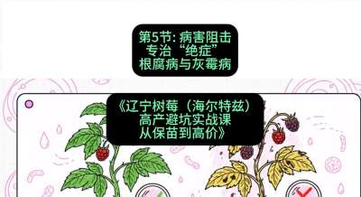 第五节： 病害阻击&mdash;&mdash;专治&ldquo;绝症&rdquo;根腐病与灰霉病，课程：《辽宁树莓（海尔特兹）高产避坑实战课：从保苗到高价》
