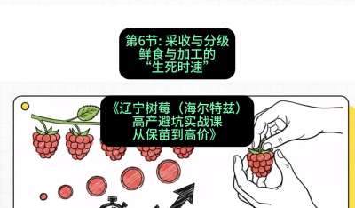 第六节： 采收与分级&mdash;&mdash;鲜食与加工的&ldquo;生死时速&rdquo;，课程：《辽宁树莓（海尔特兹）高产避坑实战课：从保苗到高价》
