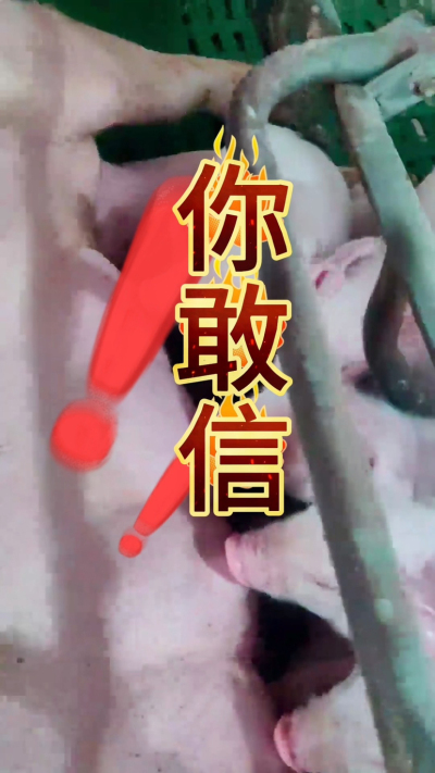 小猪抢不到奶，干瘦不长肉？成活率总上不去？😭
自从用上南商农科这款仔猪补奶机，再也没这烦恼！
✅ 一键设置下料参数，新手也能上手
✅ 恒温补奶，小猪抢着喝，长势超均匀
从车间精工组装到猪场落地使用，每