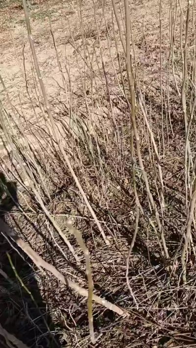 出售臭椿苗，巨峰葡萄苗。药用连翘苗，科研五号优质种苗，2/5年苗，药用连翘树，挂果树，全国包邮到家！财富密码18534302961