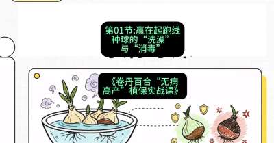 第01节：赢在起跑线&mdash;&mdash;种球的&ldquo;洗澡&rdquo;与&ldquo;消毒&rdquo;，课程：《卷丹百合&ldquo;无病高产&rdquo;植保实战课》#识农AI