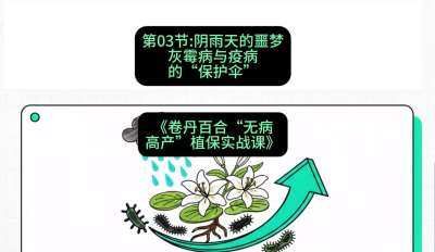 第03节：阴雨天的噩梦&mdash;&mdash;灰霉病与疫病的&ldquo;保护伞&rdquo;，课程：《卷丹百合&ldquo;无病高产&rdquo;植保实战课》#识农AI