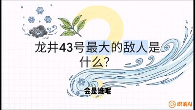 第04节：龙井双璧&mdash;&mdash;龙井43与群体种的差异化护养（重点），课程：《茗茶卫士&mdash;&mdash;茶叶病虫害绿色防控实战课》#识农AI