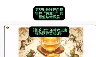 第05节：朱叶齐白茶&mdash;&mdash;守护&ldquo;黄金叶&rdquo;的颜值与蜡质层（重点），课程：《茗茶卫士&mdash;&mdash;茶叶病虫害绿色防控实战课》#识农AI