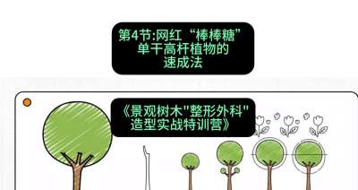 第04节：网红&ldquo;棒棒糖&rdquo;&mdash;&mdash;单干高杆植物的速成法，课程：《景观树木&ldquo;整形外科&rdquo;造型实战特训营》#识农AI