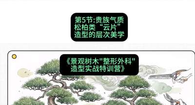 第05节：贵族气质&mdash;&mdash;松柏类&ldquo;云片&rdquo;造型的层次美学，课程：《景观树木&ldquo;整形外科&rdquo;造型实战特训营》#识农AI