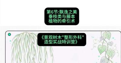 第06节：飘逸之美&mdash;&mdash;垂枝类与藤本植物的牵引术，课程：《景观树木&ldquo;整形外科&rdquo;造型实战特训营》#识农AI